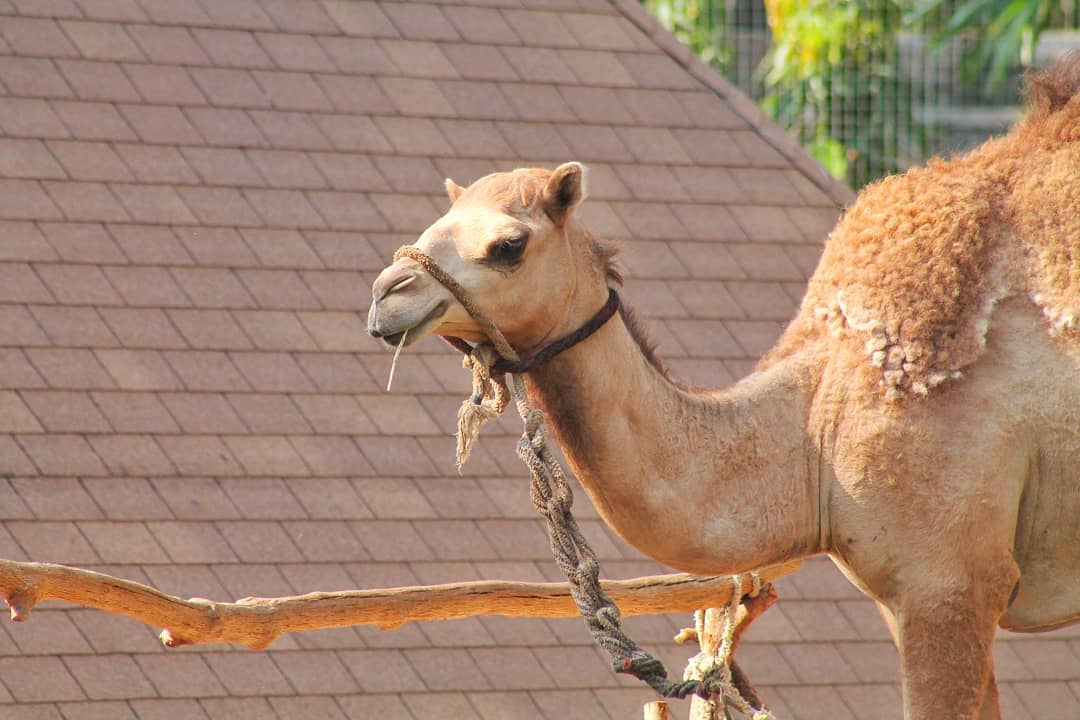 Video Gembira Loka Zoo Jogja