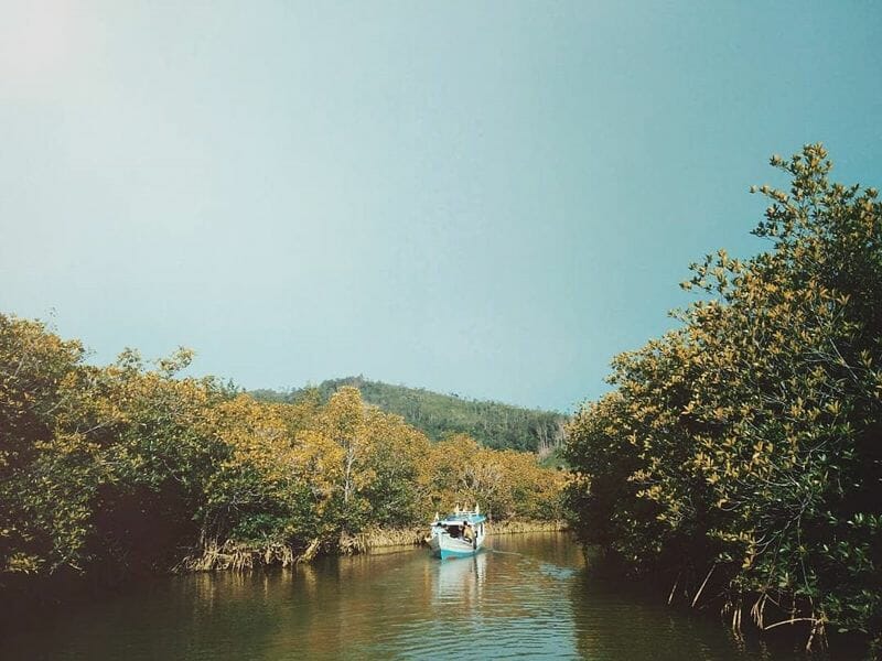 Wisata Hutan Mangrove