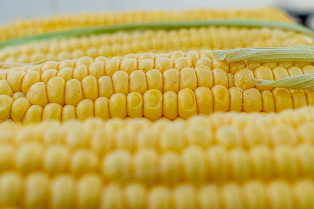 Cara menanam jagung