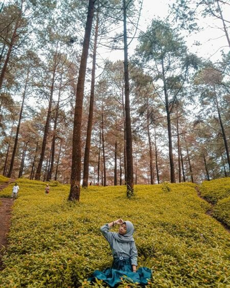 hutan pinus limpakuwus baturaden