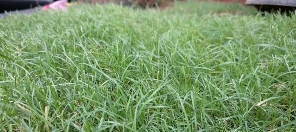 rumput untuk taman indoor