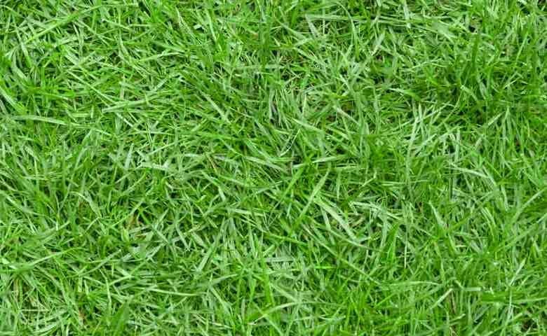 rumput untuk taman indoor