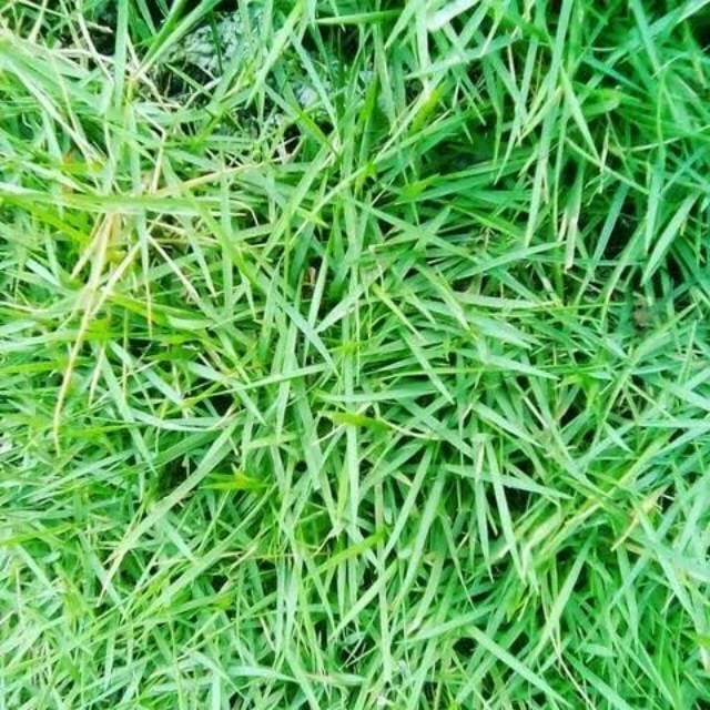 rumput untuk taman indoor