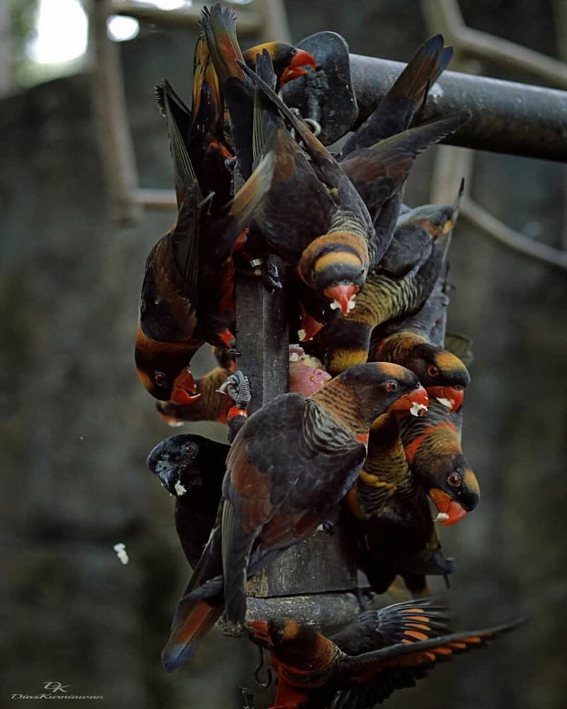 kebun binatang gembira loka di jogja,