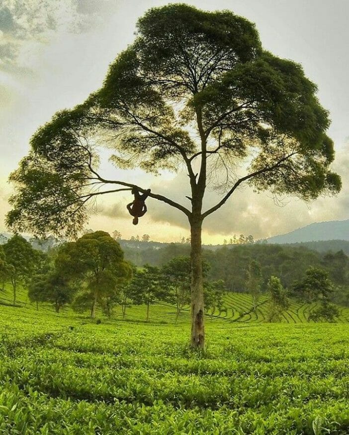tempat wisata bandung kebun teh sukawana