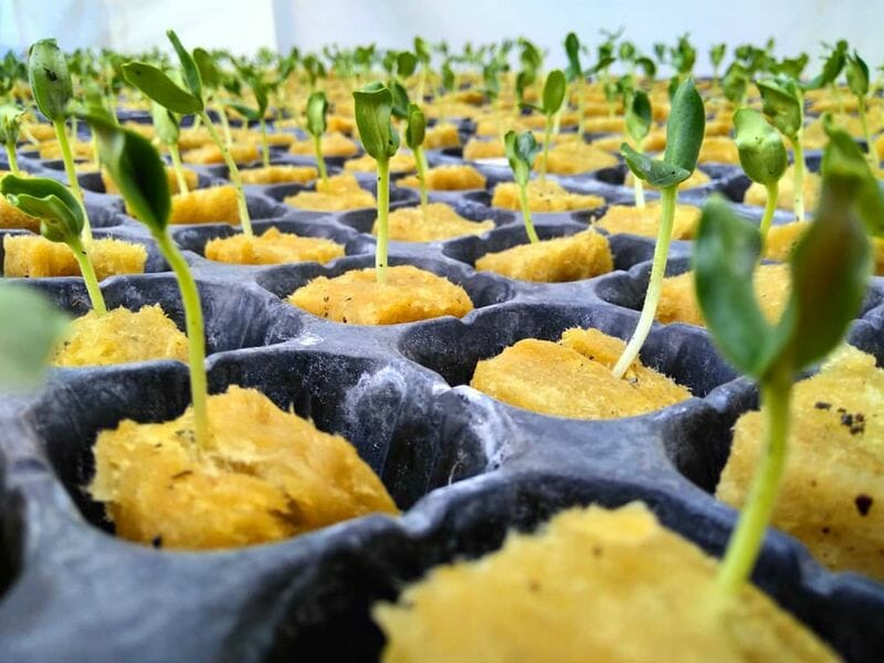 fasilitas taman buah mekarsari