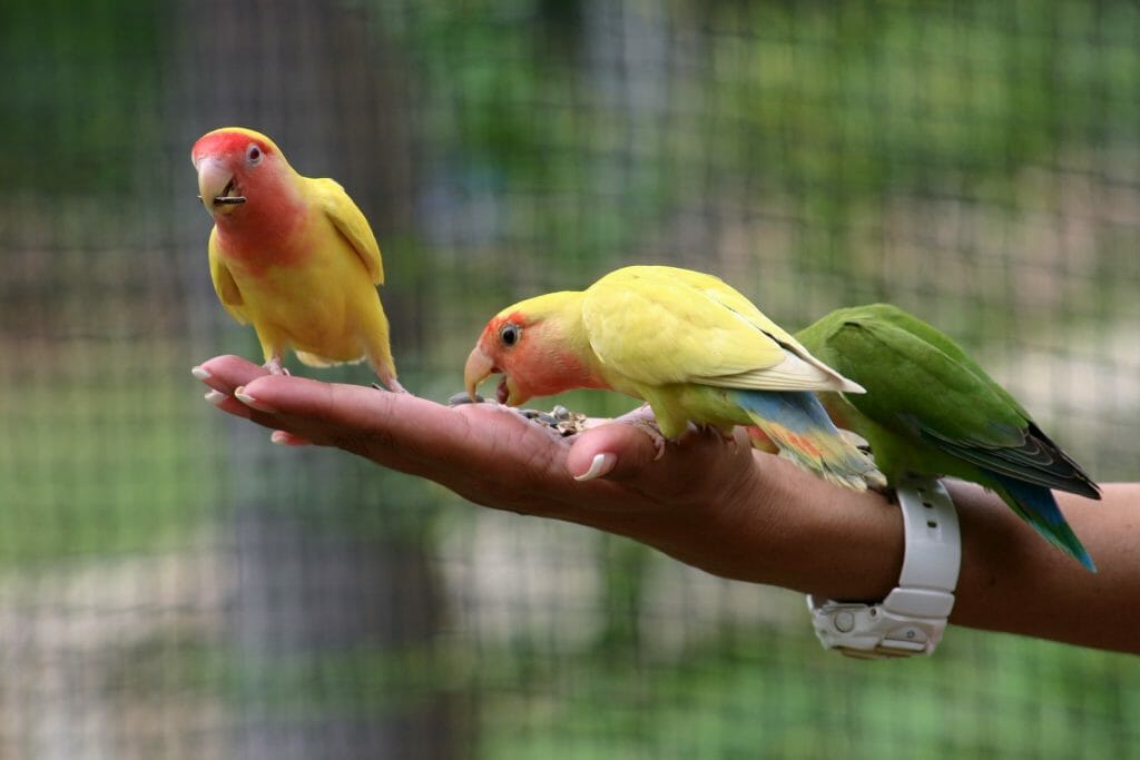 lovebird cabut bulu