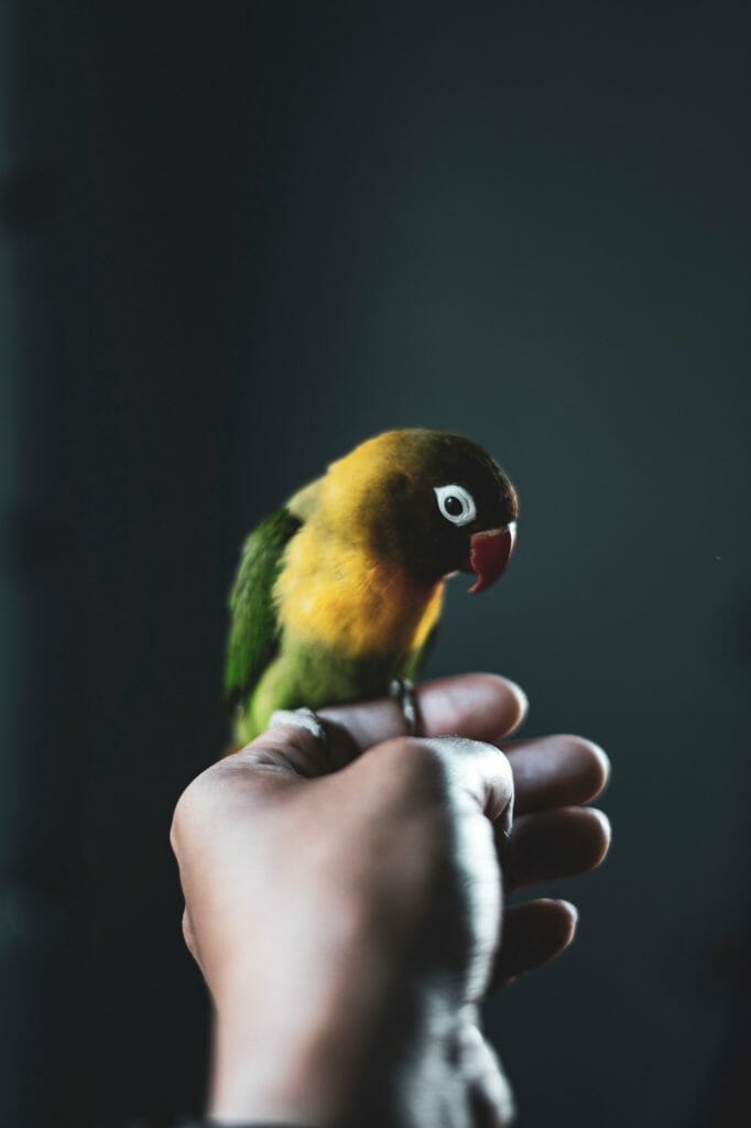 lovebird cabut bulu