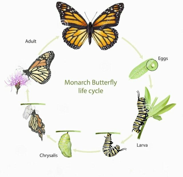 metamorfosis kupu kupu metamorfosis kupu kupu
