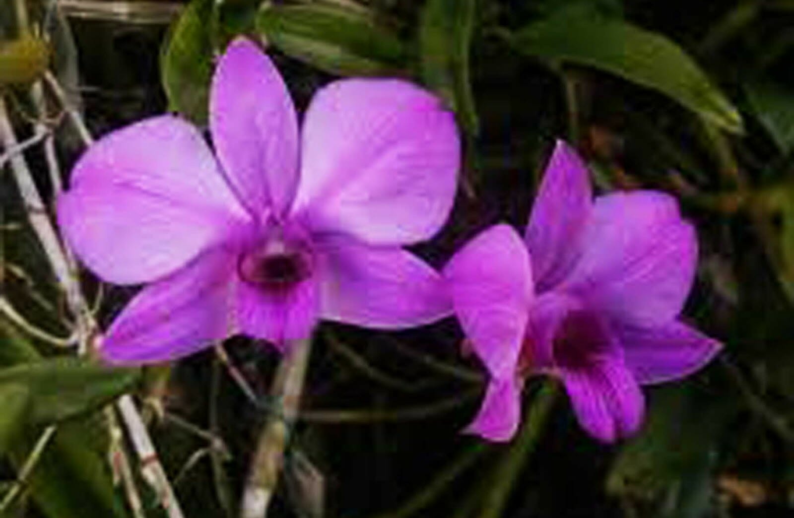 Anggrek Larat (Dendrobium phalaenopsis)