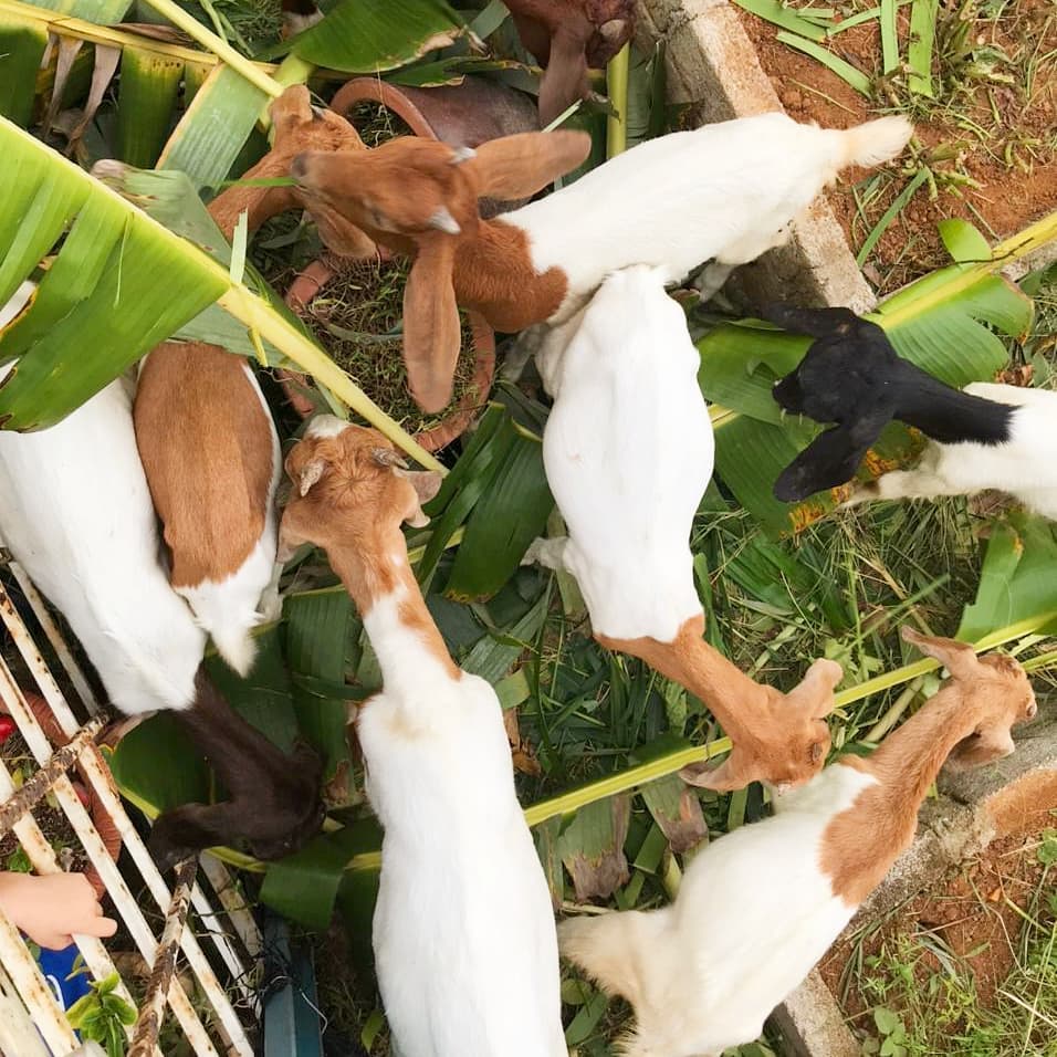 Bibit Kambing Boer