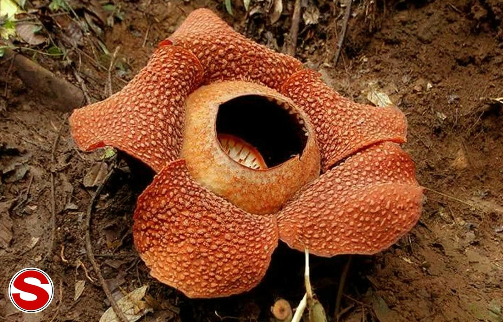 Bunga Raflesia