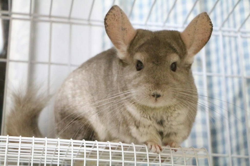Tikus: Ciri Ciri, Jenis, Cara Mengusir, 3 Tips Menghilangkan Bau Bangkai