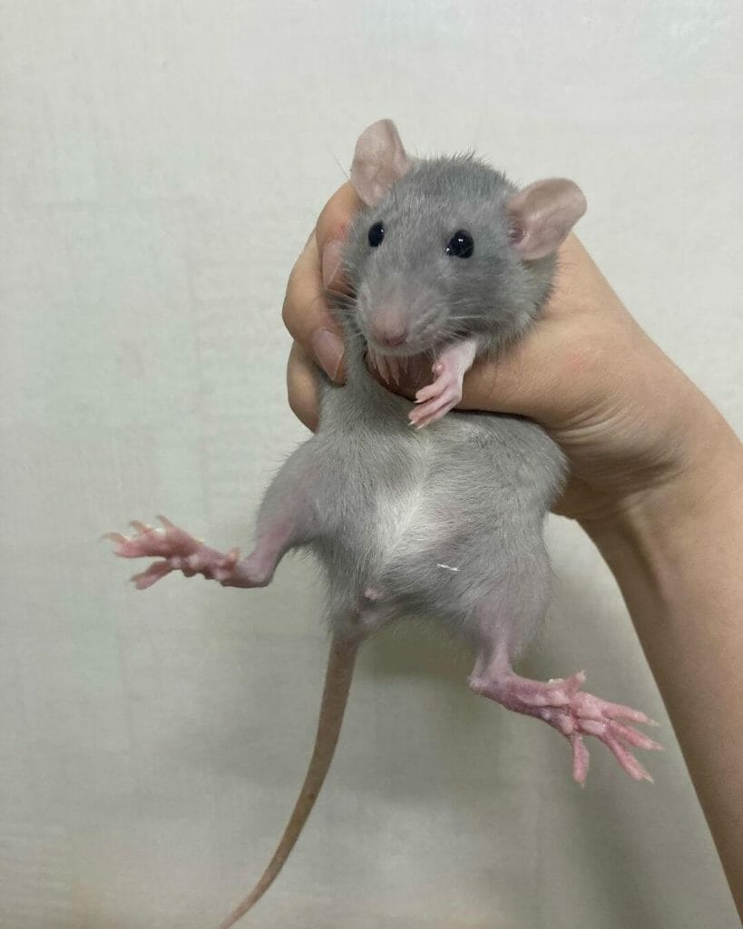 Tikus: Ciri Ciri, Jenis, Cara Mengusir, 3 Tips Menghilangkan Bau Bangkai