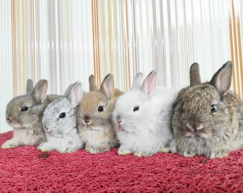 Memilih Netherland Dwarf yang Sehat