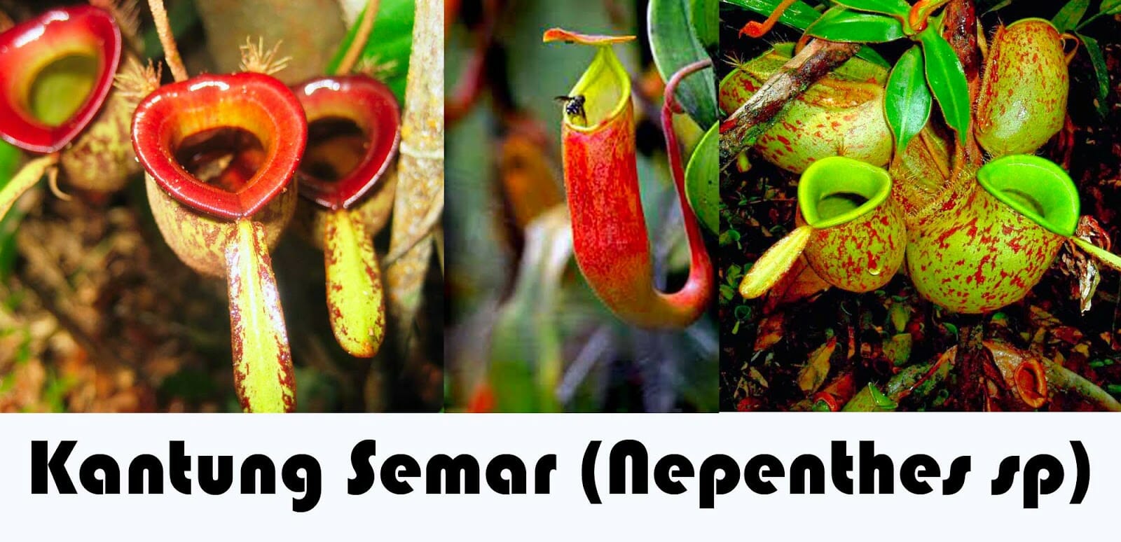 Kantung Semar (Nepenthes sp)