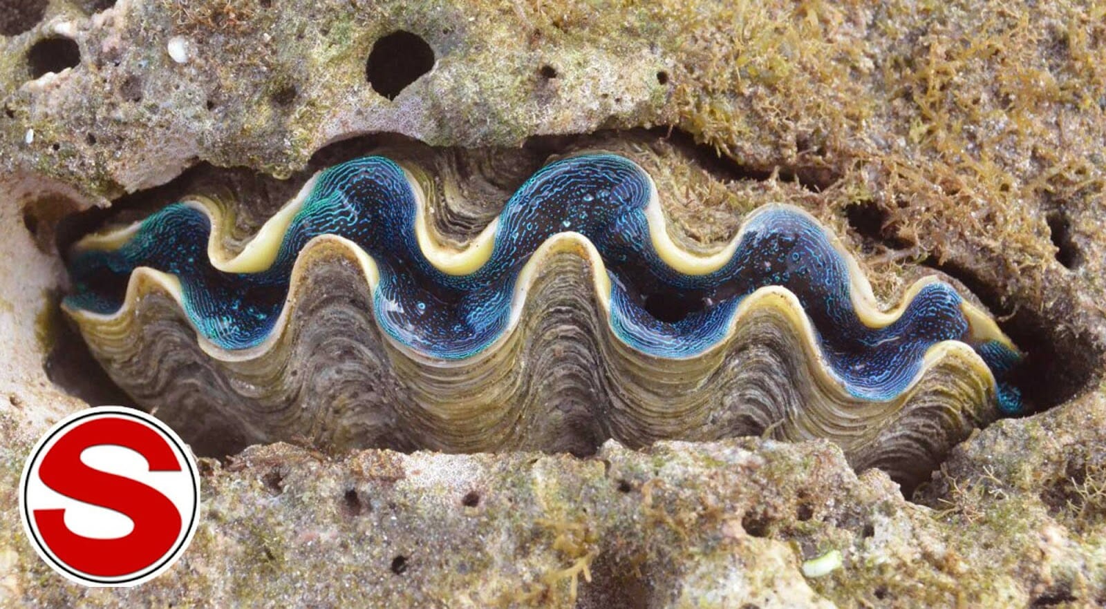 Kima Raksasa (Tridacna gigas)