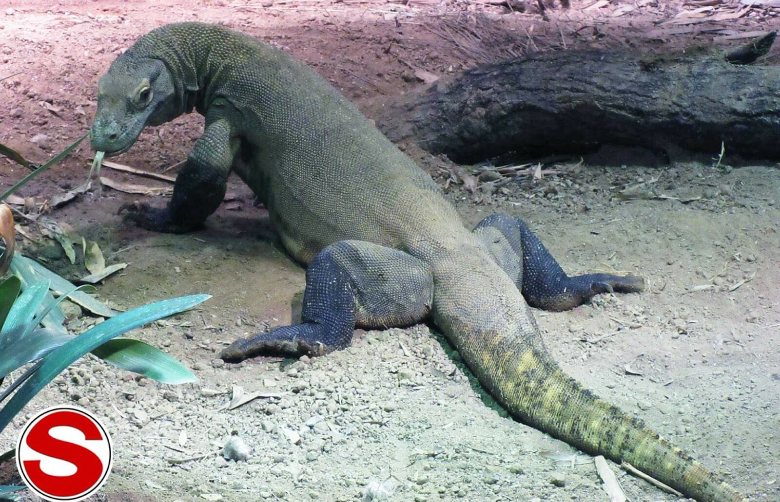 Komodo (Varanus komodoensis)