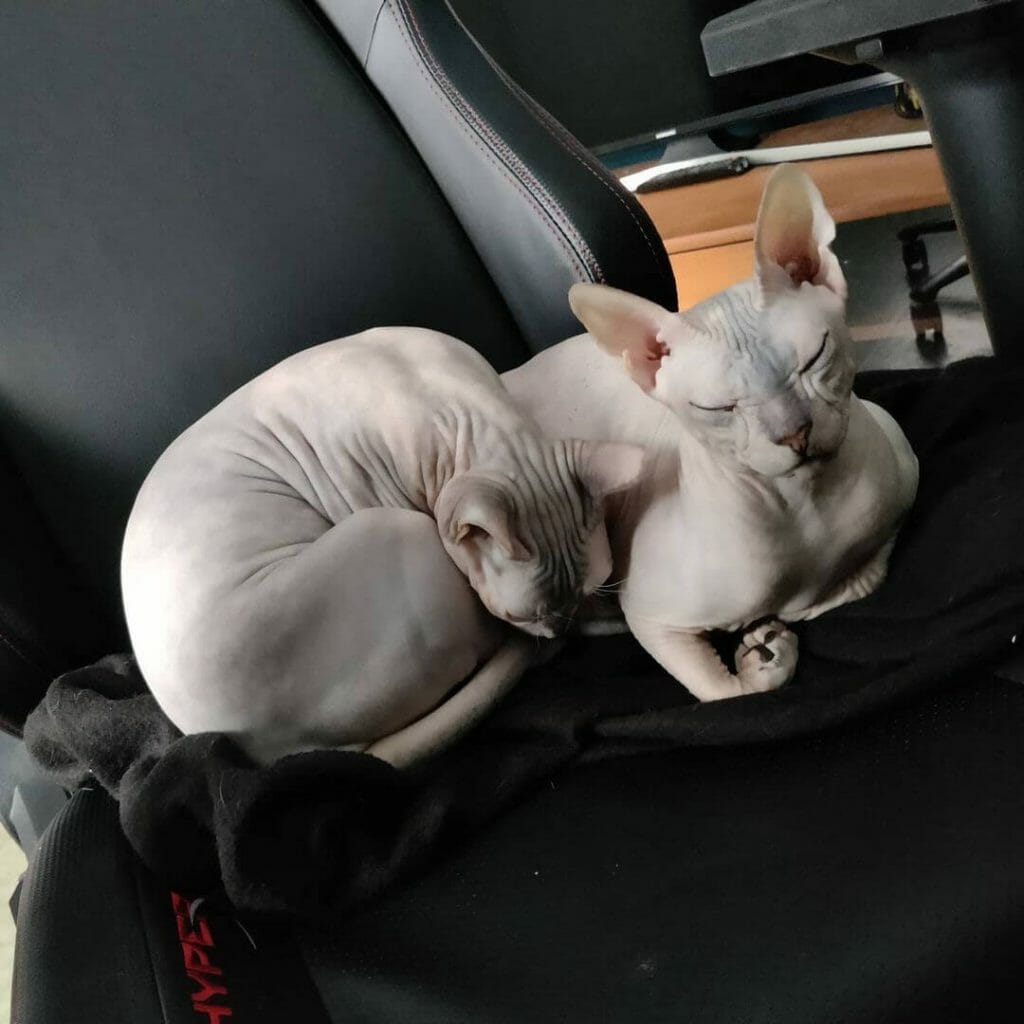 Kucing Don Sphynx atau Donskoy