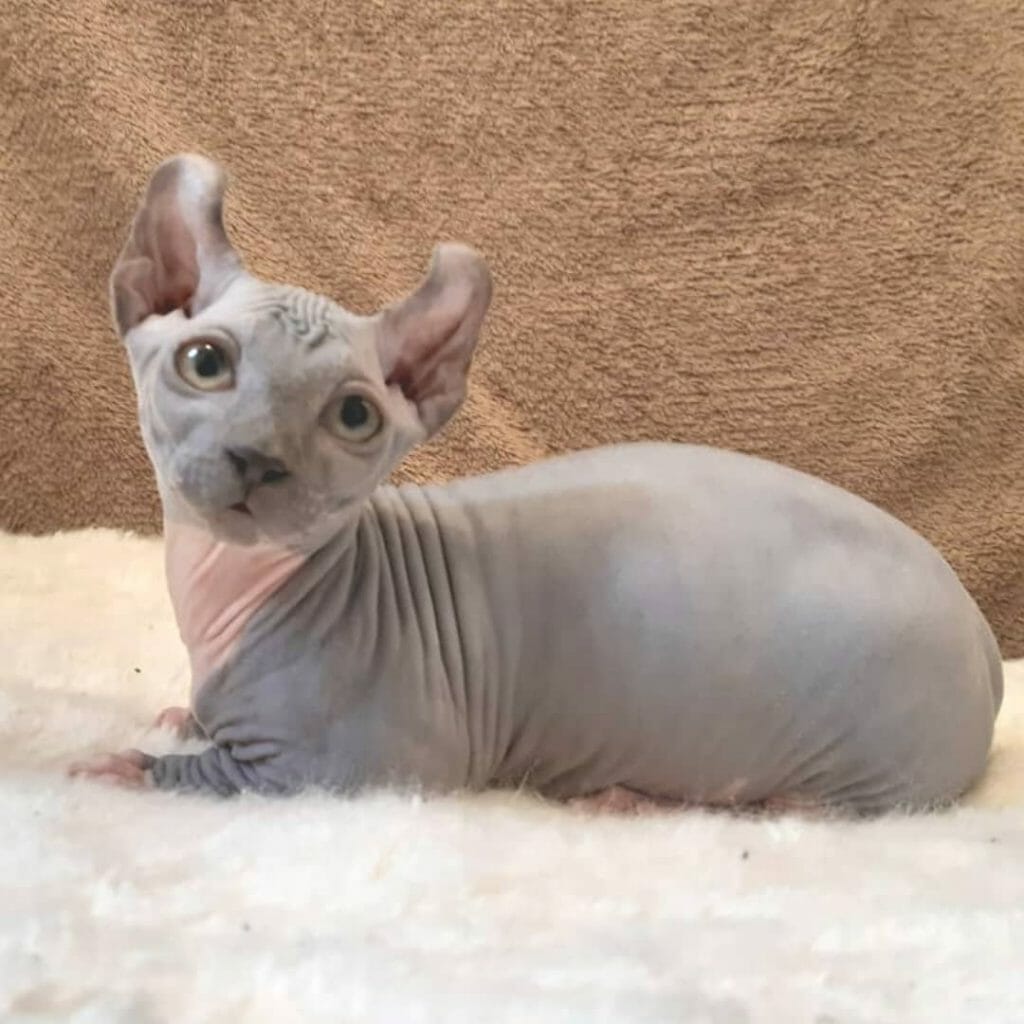 Kucing Dwelf