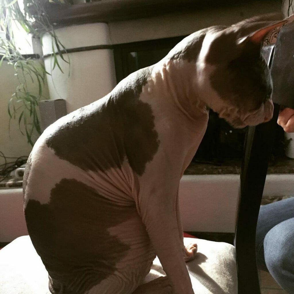 Kucing Kohana