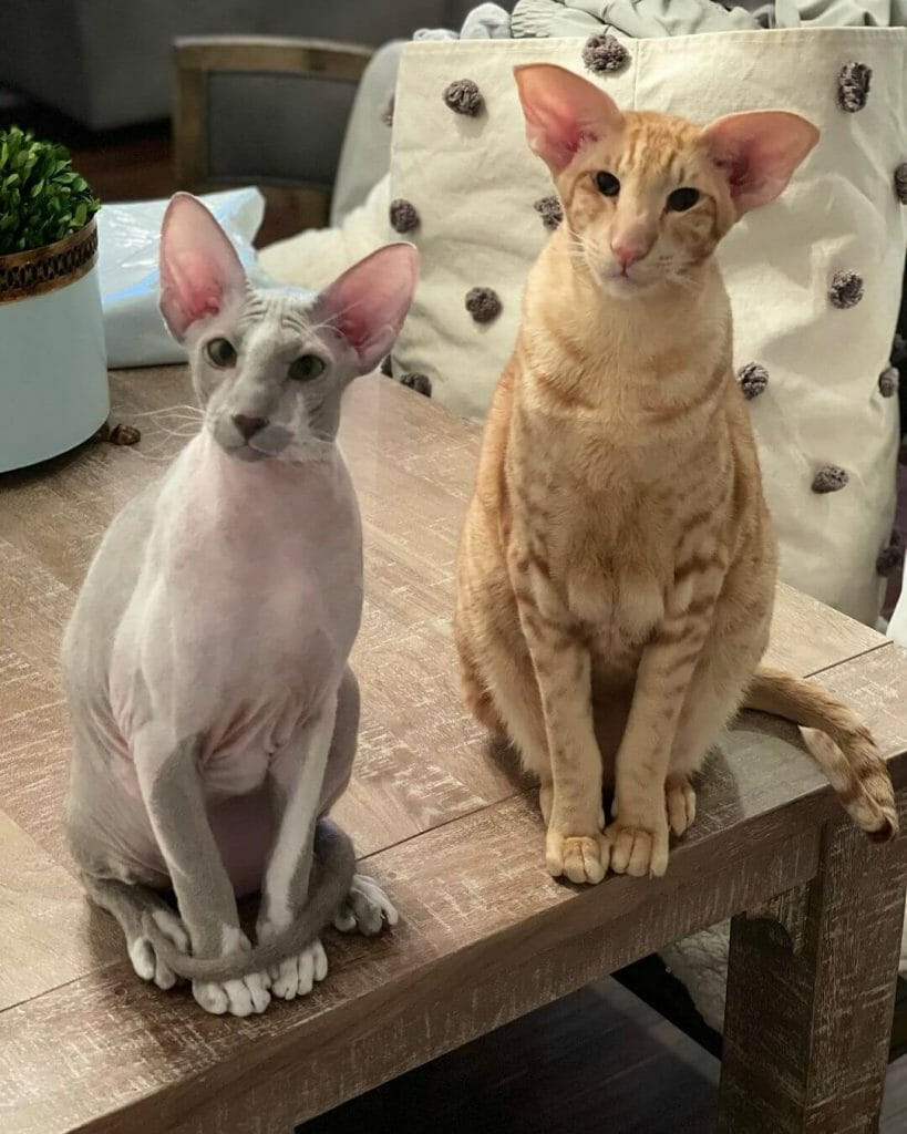Kucing Peterbald