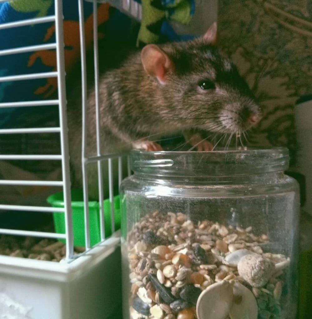Tikus: Ciri Ciri, Jenis, Cara Mengusir, 3 Tips Menghilangkan Bau Bangkai