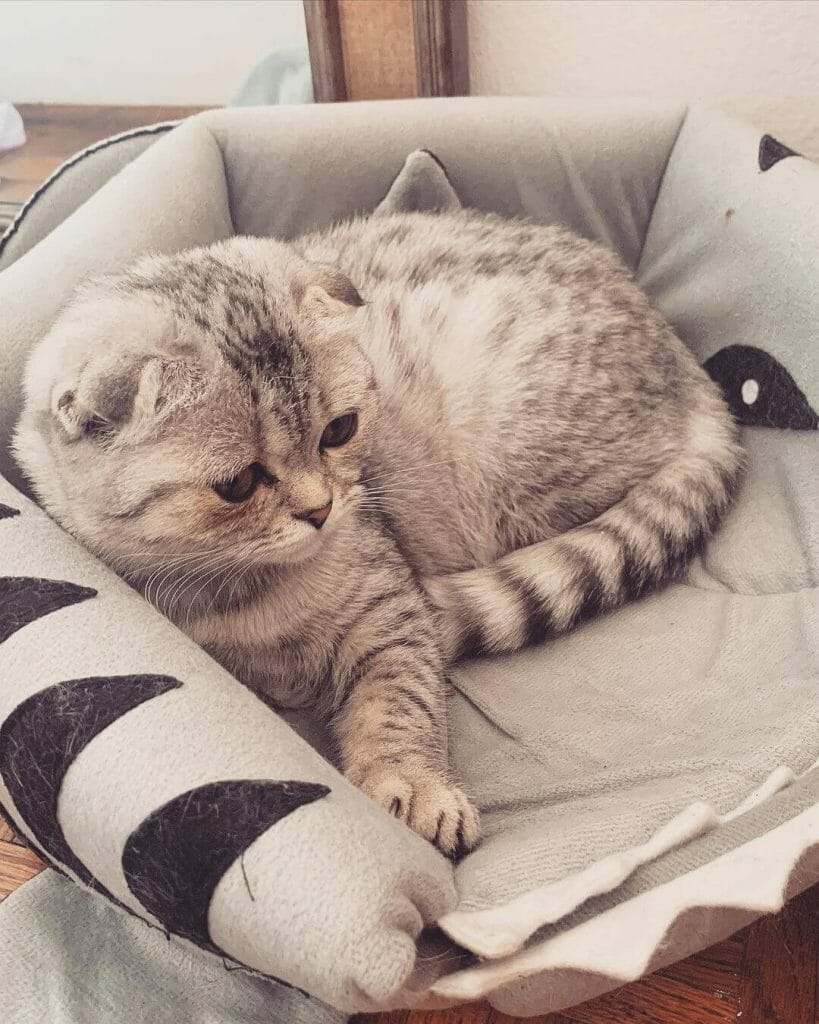 Kucing Munchkin: Ciri Ciri, Jenis, Harga Dan Cara Merawat