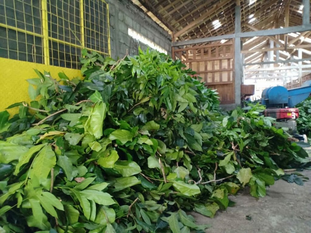 Pakan Kambing