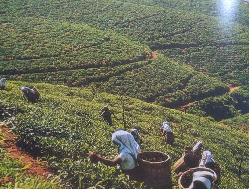 perkebunan teh sri lanka