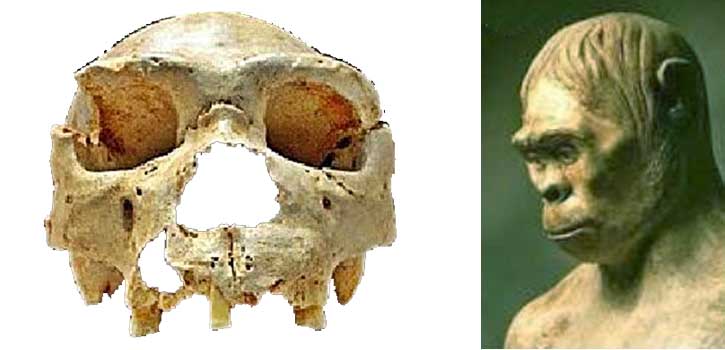 Pithecanthropus mojokertensis