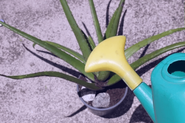 cara menanam lidah buaya 2.1
