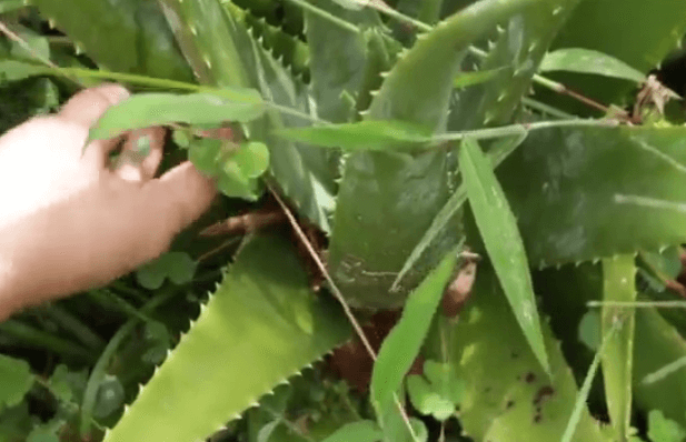 cara menanam lidah buaya 2.3
