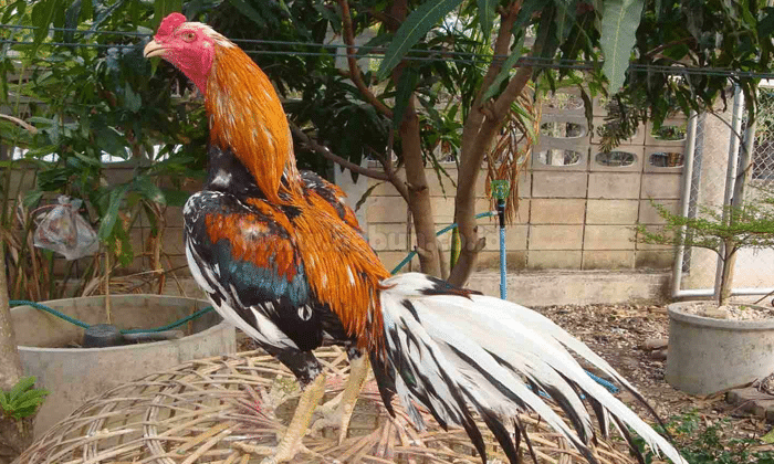 11 Gambar Ayam Bangkok Berkelas (Paling Dicari Pecinta Unggas)
