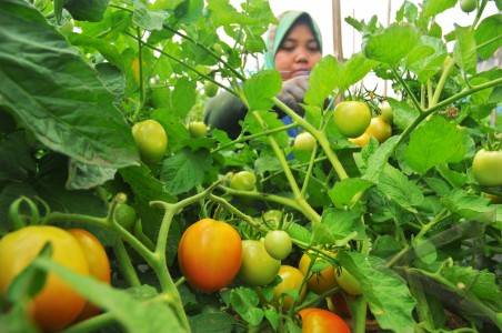 Proses Panen Budidaya Tomat