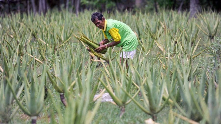 panen lidah buaya