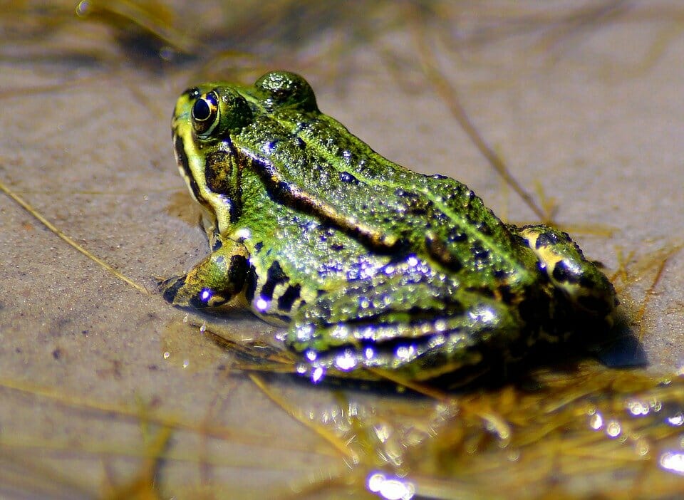 katak tentang katak