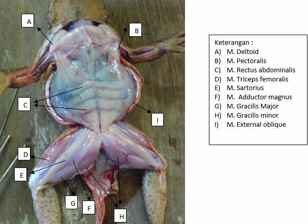 katak Cara Membedah katak